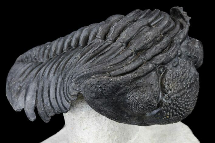 Large, Pedinopariops Trilobite - Flying Preparation #114579